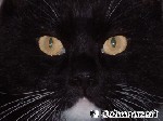 Hauskatze