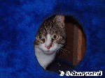 Hauskatze