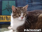 Hauskatze