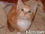 Hauskatze
