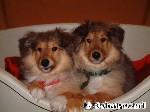 Rough Collie