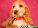 English Cocker Spaniel, golden