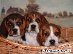 Beagle