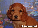 English Cocker Spaniel, golden