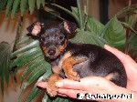 Zwergpinscher