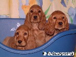 Cocker golden