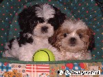 Shih-Tzu