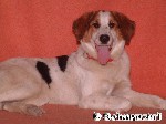 Colliemischung