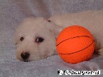 Malteser