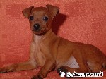 Zwergpinscher