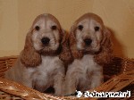English Cocker Spaniel, golden