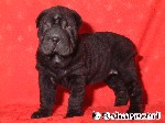 Shar Pei