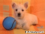 West Highland White Terrier