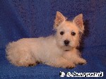 West Highland White Terrier