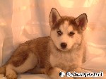 Sibirian Husky