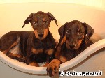 Dobermann
