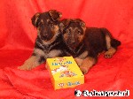 Deutscher Schäferhund