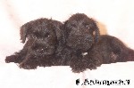 Zwergschnauzer