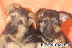 Deutscher Schäferhund