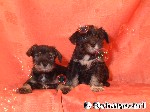 Zwergschnauzer