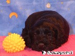 Cocker schwarz