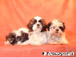 Shih-Tzu