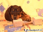 Dobermann