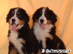 Berner Sennenhund
