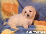 Malteser