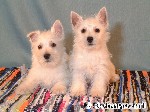 West Highland White Terrier