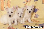 West Highland White Terrier
