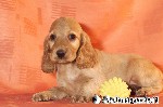 Cocker Spaniel - English
