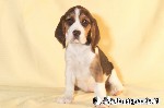 Beagle