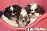 Shih-Tzu