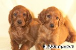 Irish Setter