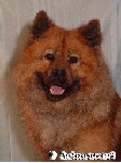 Timo - Eurasier