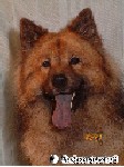 Pascha - Eurasier