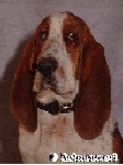 Sir Charles - Basset