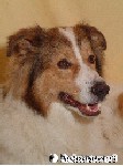 Bärli - Collie-Mischung