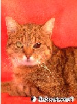 Muuz - Hauskatze