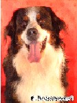 Artos - Berner Sennenhund