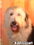 Coco - Bobtail