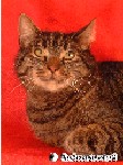 Mikesch - Hauskatze