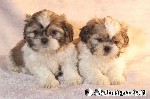 Shih-Tzu