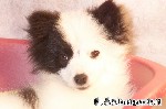 Spitz-Mischung