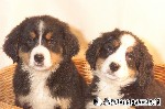 Berner Sennenhund