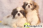 Shih-Tzu