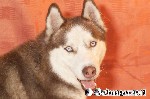 Sibirian Husky
