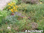 Suchbild: Wo sind die zwei Welpen ?