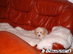 Flauschiger Hund.